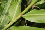 White gingerlily <BR>White garland-lily